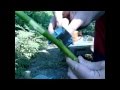 Прививка грецкого ореха и вопросы его развития с Жадан В.М. (walnut grafting)