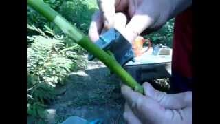 Прививка грецкого ореха и вопросы его развития с Жадан В.М. (walnut grafting) Прививка грецкого ореха и вопросы его развития с Жадан В.М. (walnut grafting)