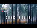 Relaxing Nature Sounds - Study - Sleep - Meditate -Yoga - Massage