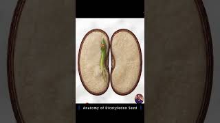 NEET Preparation Series/Biology/Anatomy of Dicotyledon Seed / #biologyclass12 #neet #ncertbiology