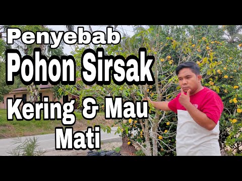 Video: Penyakit Pada Pohon Elm - Cara Melindungi Pohon Elm Dari Penyakit