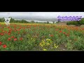 حەسەن زیرەک نەسرین Hasan Zirak Nasrin Kurdishmusic Hasanzirak حەسەن زیرەک گۆرانی کوردی حەسەن زیرەک نەسرین Hasan Zirak Nasrin Kurdishmusic Hasanzirak حەسەن زیرەک گۆرانی کوردی