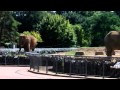 The Elephants at parc de la Tête d'Or in Lyon, Zoo - YouTube