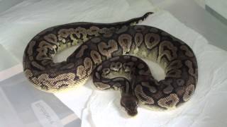 Celebrity Pewter Ball Python |After shed update| Net Worth