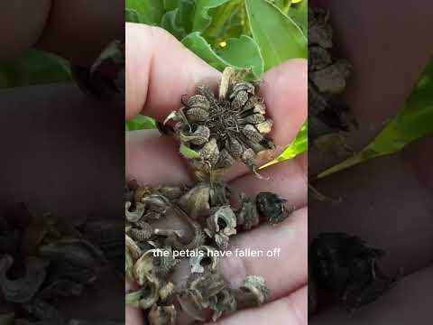 Vídeo: Flor de calèndula: com cultivar calèndules