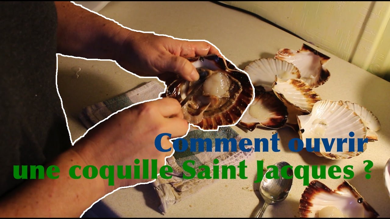 Comment décortiquer et ouvrir une coquille Saint Jacques facilement