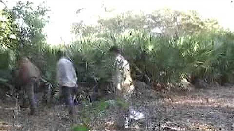 florida hog hunt 2011