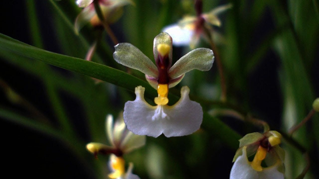 Top 10 Orquídeas de Sombra - thptnganamst.edu.vn