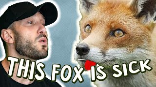 Joe Clips Joe Treats Fox With Sarcoptic Mange