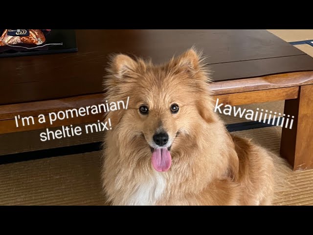 JO-chan's daily life ~I'm a Pomeranian/sheltie mix ~ - YouTube