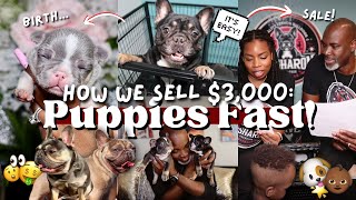Our Secret to Selling $3,000 Frenchie Puppies FAST!