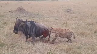 Hyena Caught A Wildebeest Sleeping