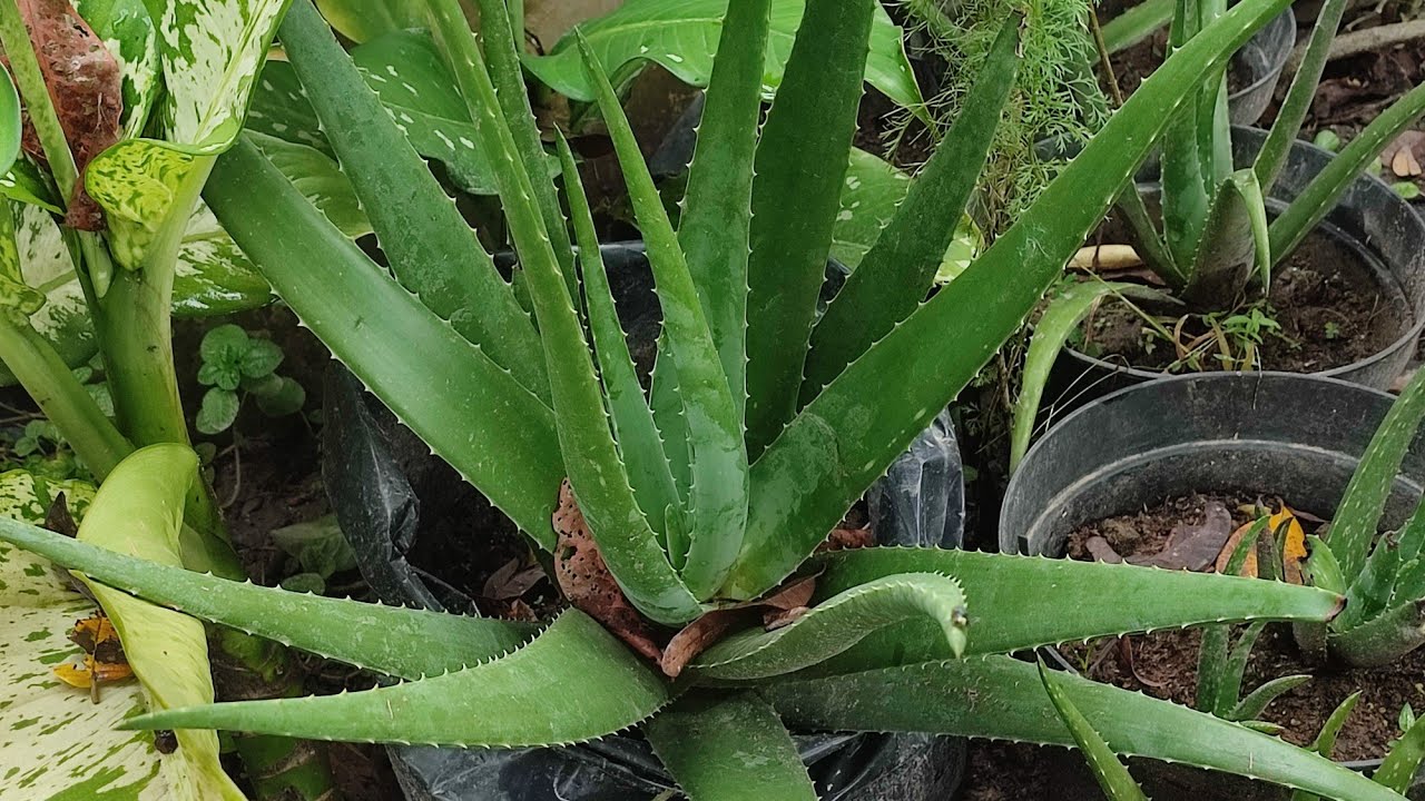 Aloe vera barbadensis para que sirve