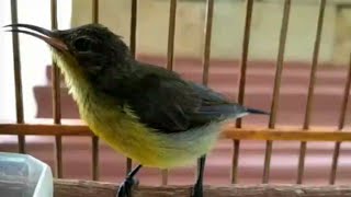 DownloadKolibri Ninja Muda Gacor MP3 MP4 Kolibri Ninja Muda Gacor