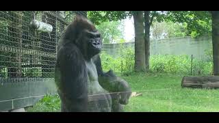 Toledo Zoo: Western Lowland Gorilla 🦍