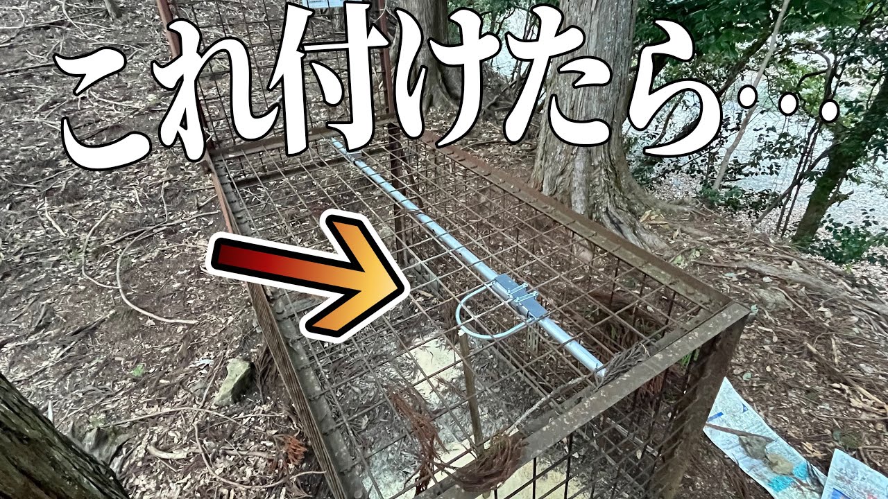 くるりんぱ！箱罠仕掛けを変えたら？【狩猟 hunter 】