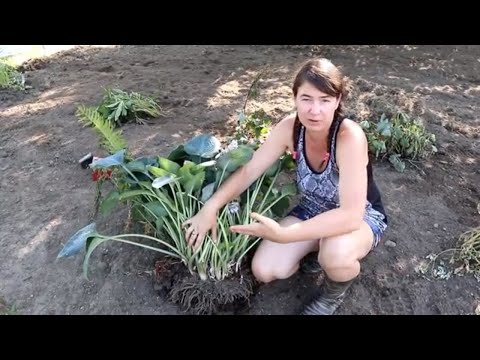 וִידֵאוֹ: Hosta Plants For Sun – בחירת הוסטות שאוהבות שמש