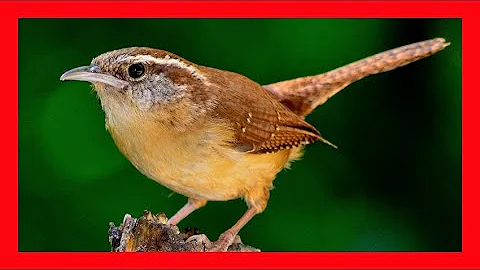 Carolina Wren Song! Carolina Wren Call! - Cucarachero De Carolina Canto - Thryothorus Ludovicianus