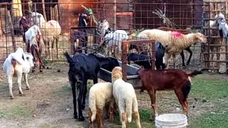 Fnf Goat Farm Chanchra Pulerhat Jessore Bangladesh.
