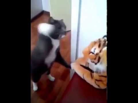 Funny Cats Videos/Top Funny Cat.SuperCats.Лучшая подборка видео
