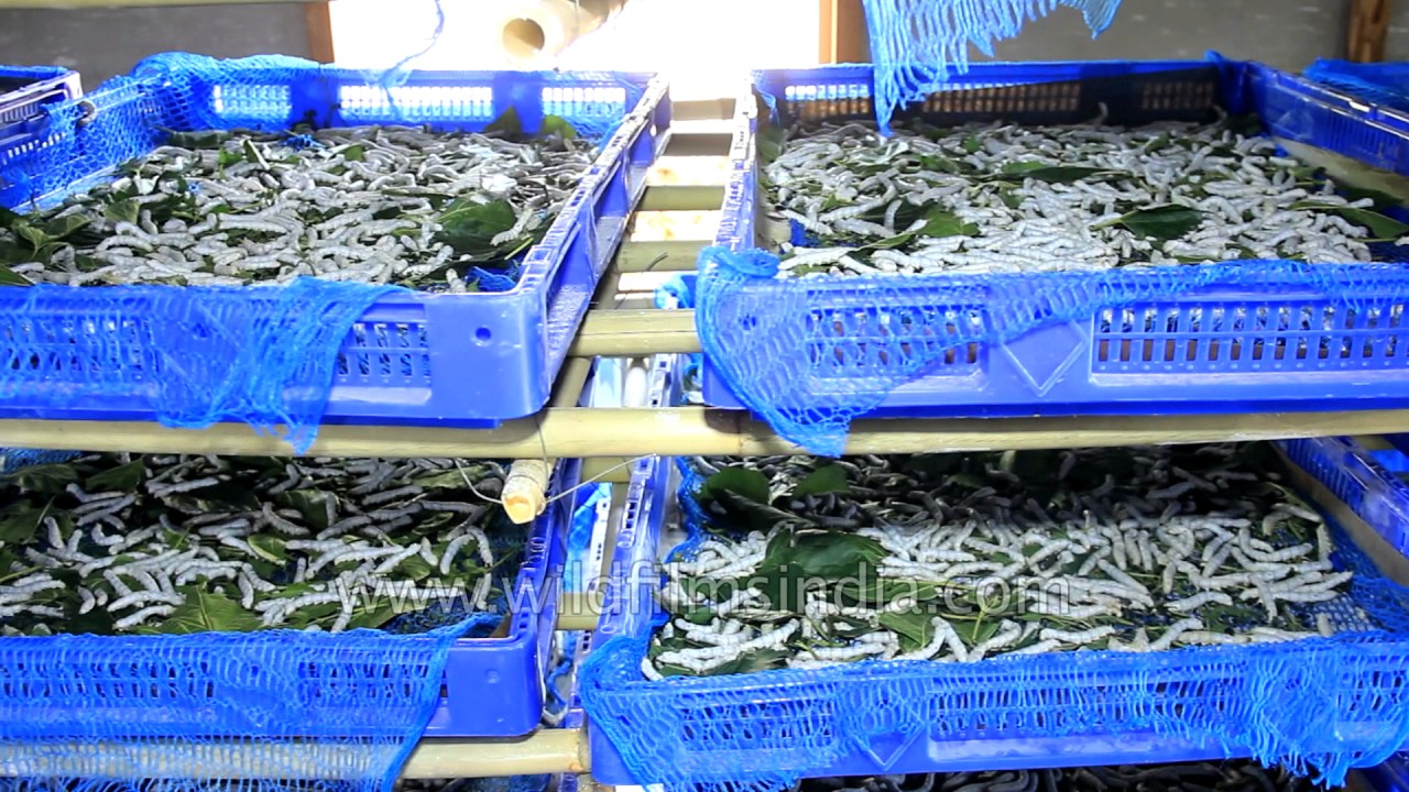 Silkworm Rearing Silkworm Larvae Feed On Mulberry Leaves YouTube silkworm-rearing-silkworm-larvae-feed-on-mulberry-leaves-youtube