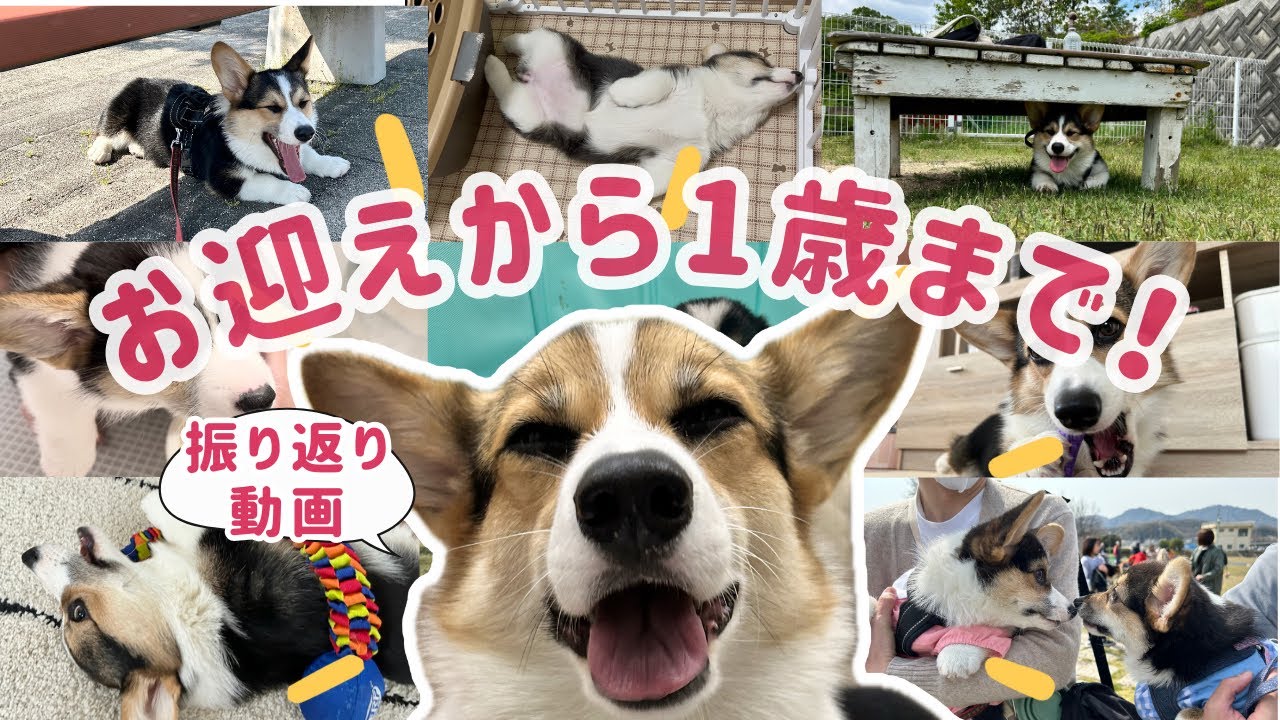 【コーギー】お迎え〜1歳までを振り返る！【成長記録】