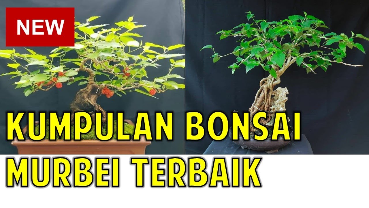 Kumpulan Bonsai Murbei Terbaik