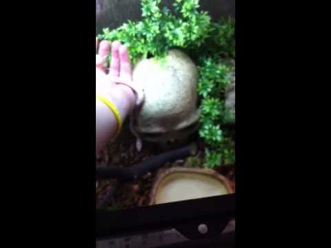camera iphone 8 plus apk Coral Corn Snake!