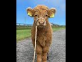 Cows are Amazing 2020 Compilation