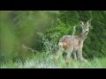 Capriolo-Roe Deer