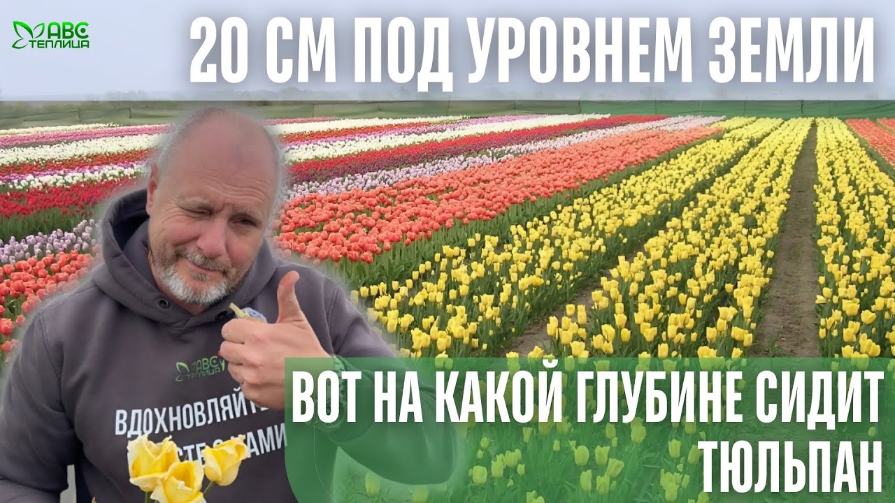 Луковица на 20 см вглубь! Зачем тюльпан сажают так глубоко? Показываем наглядно.