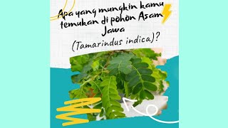 Download Lagu What you can find on Tamarind (Tamarindus indica)? MP3
