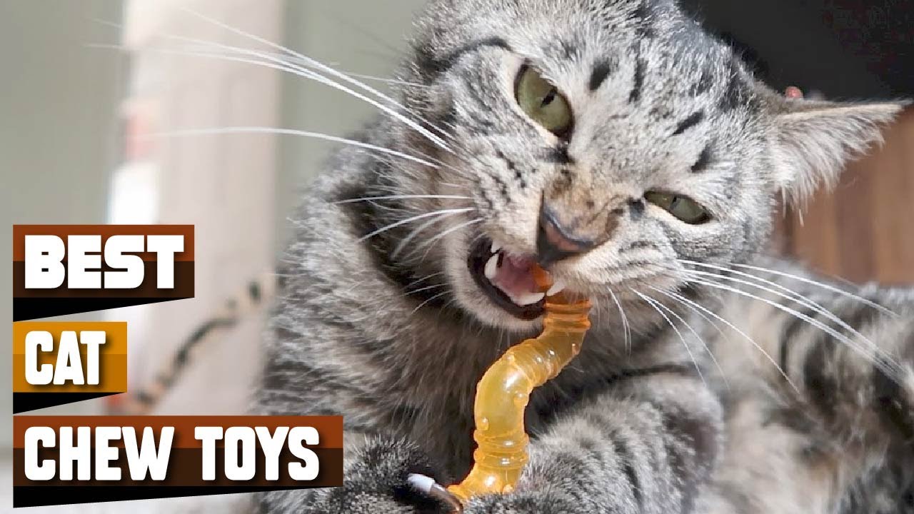 Best Cat Chew Toy You Should Choose