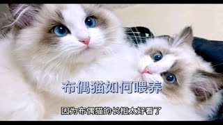 如何喂养布偶猫