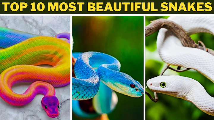 TOP 10 MOST BEAUTIFUL SNAKES IN THE WORLD.