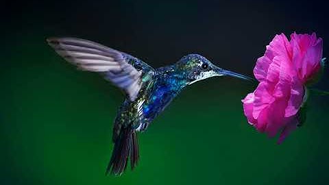 Stephen Meyer: There’s a “Powerful Signal of Design” in Nature