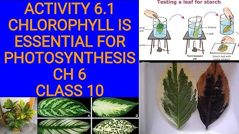 Activity 5.1 Ch 6- Life processes Science Class 10 - Chlorophyll is essential for photosynthesis