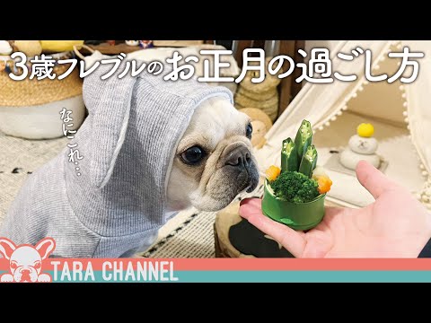 【フレブル密着】タラちゃんのお正月の過ごし方〜フレンチブルドッグと暮らす夫婦〜