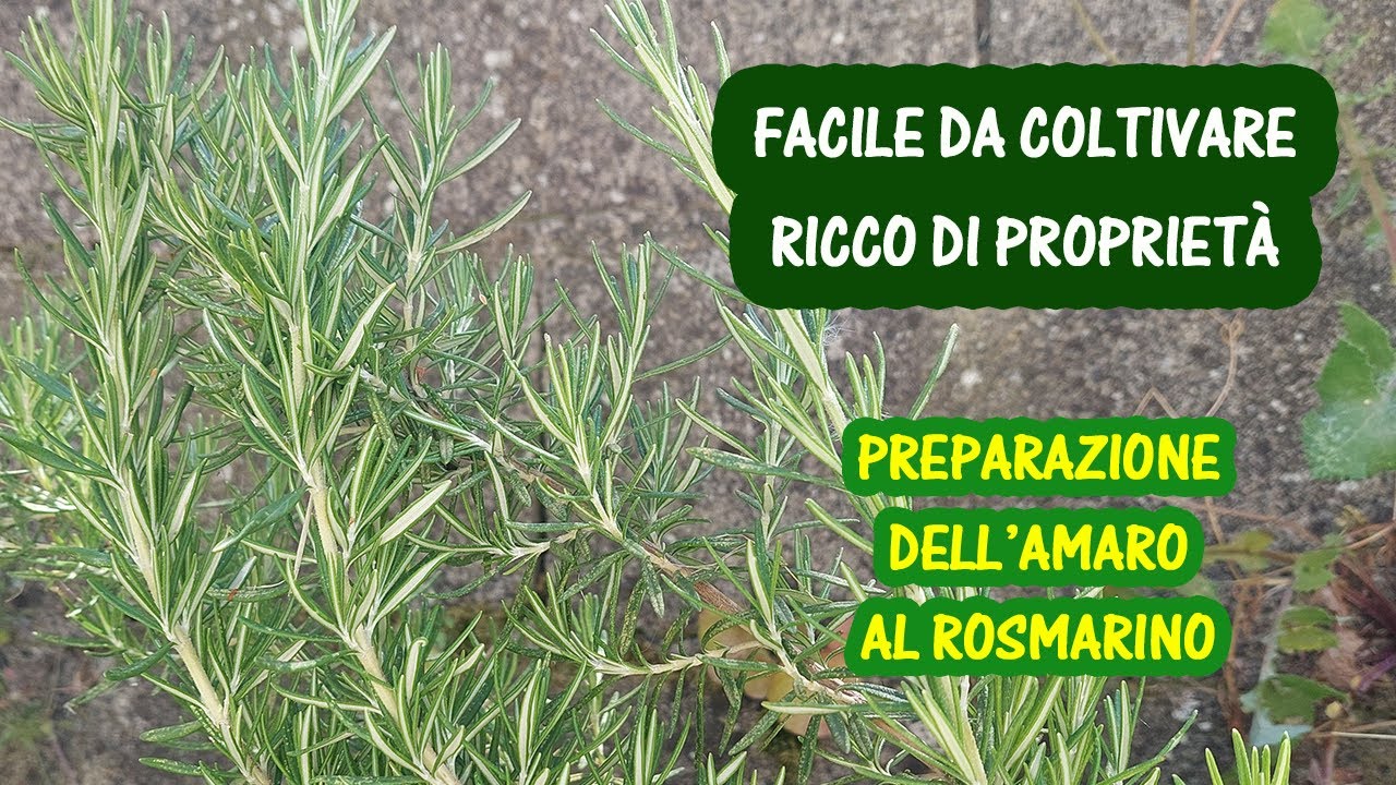 Il miglior amaro fatto in casa. IL ROSMARINO, LA PIANTA AROMATICA E OFFICINALE DALLE 1000 PROPRIETÀ