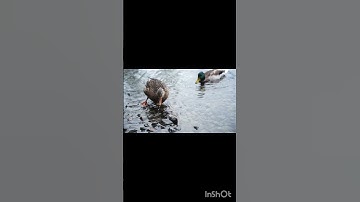 Duck Was Trying to Eat Fish 🐟 : 🦆 #shorts #duck #short
