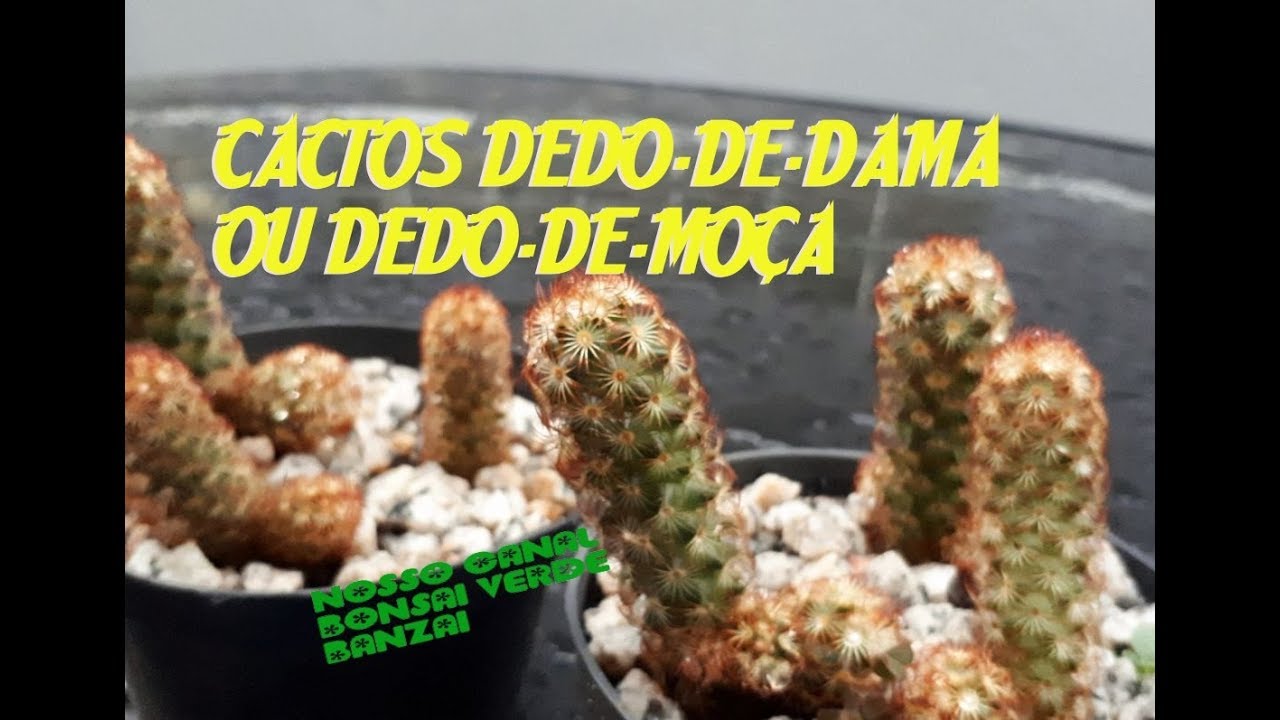 CACTOS DEDO-DE-DAMA (mammillaria elongata) OU DEDO-DE-MOÇA - thptnganamst.edu.vn
