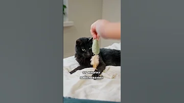 Правда про черных кошек