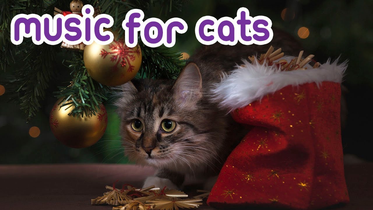 Christmas Music for Cats! Chill Out your Kitten this Christmas! YouTube