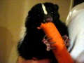 Thumper the skunk eats a carrot