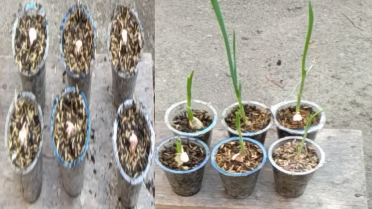Cara Menanam Bawang Putih Di Aqua Gelas 
