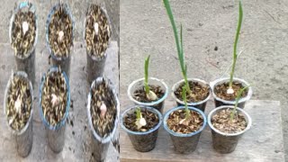 Cara Menanam Bawang Putih Di Aqua Gelas