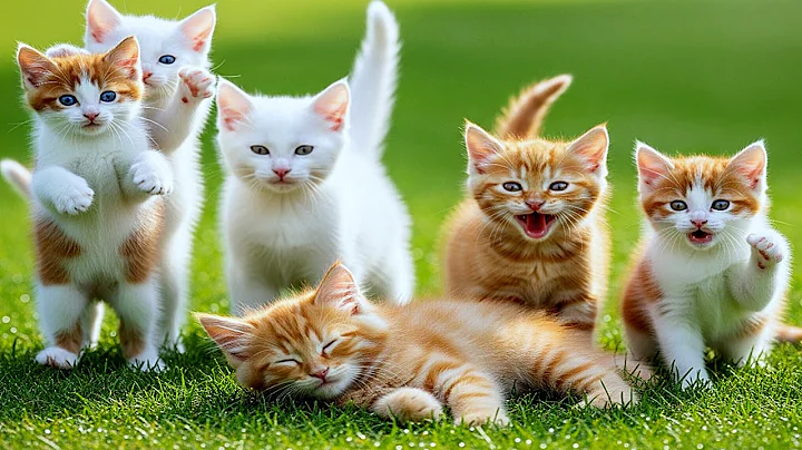 Watch the video about Most Beautiful Adorable Persian Cats Family Playing Walking Outdoors in Nature