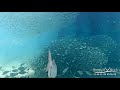 Great Hammerhead Shark! Deerfield Beach Pier Underwater Cam