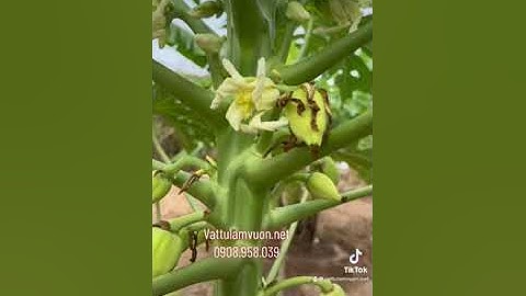 Xử lý đu đủ rụng trái non