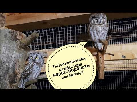 They brought a big branch for the little owls, let them sit! The owls Krosha and Vanichka were ve...